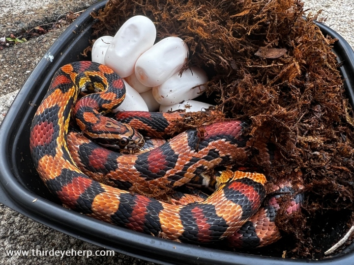 Okeetee Corn Snake